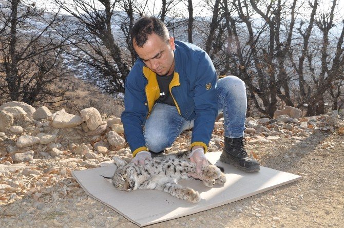 Omzunda Çıkık Olan Vaşak Tedavi Altına Alındı
