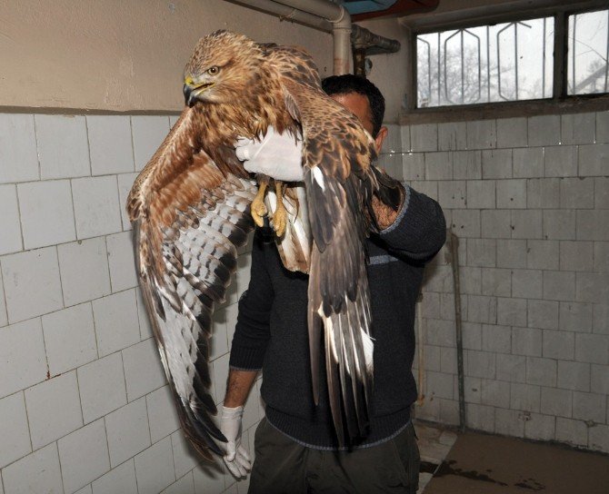 Yaralı Kızıl Şahin Tedavi Altına Alındı