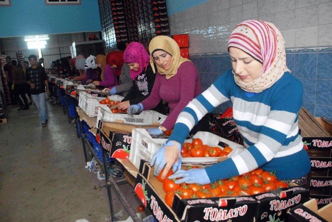 Rus Uçağının Düşürülmesi, Domatesi Vurdu