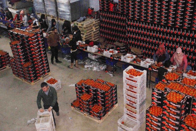 Rus Uçağının Düşürülmesi, Domatesi Vurdu