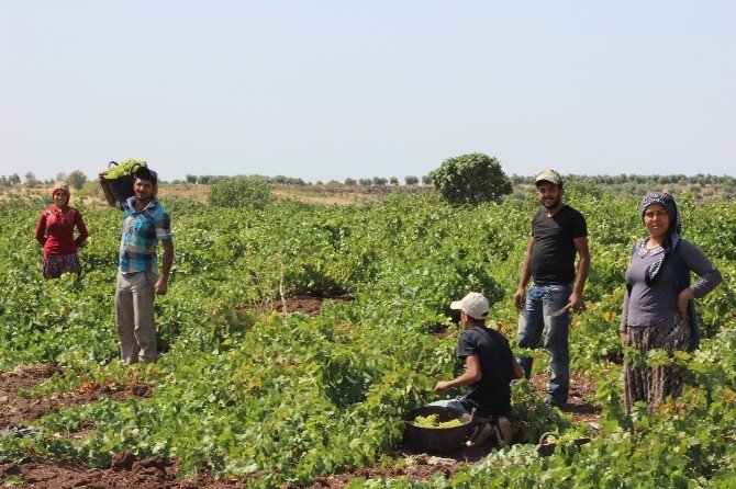 Kilis’te Üzüm Hasadı Başladı
