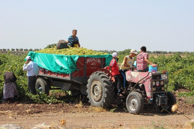 Kilis’te Üzüm Hasadı Başladı