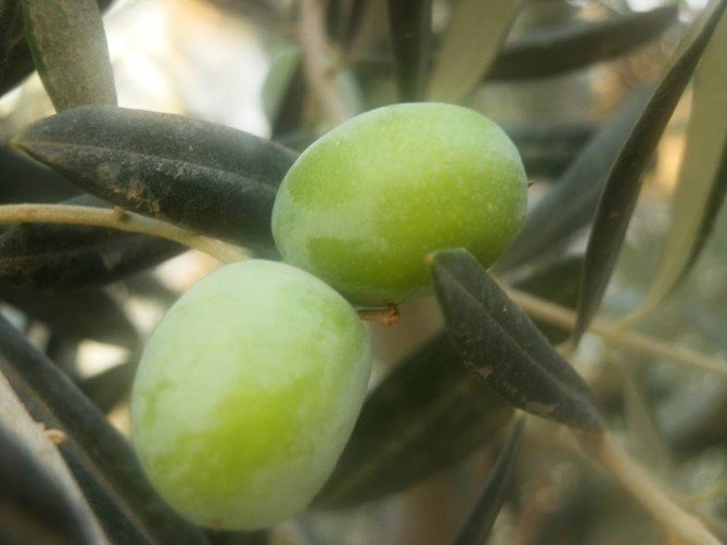 Mut’ta Zeytin Üreticiyi Güldürdü