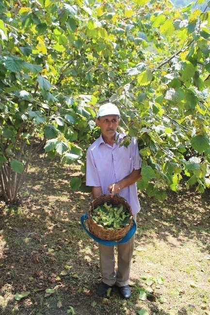 Kfmib’den Fındıkta Verimsizlik Uyarısı