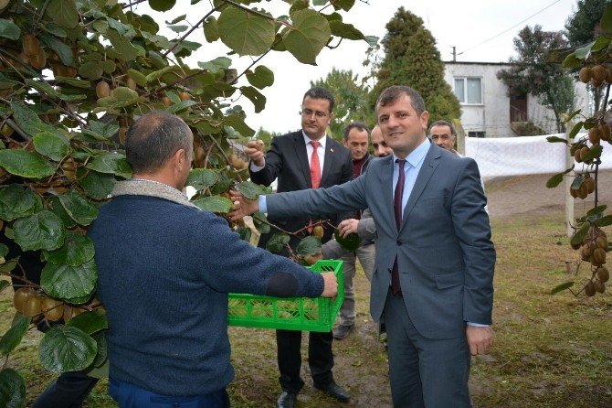 Ordu’da Kivi Şenliği