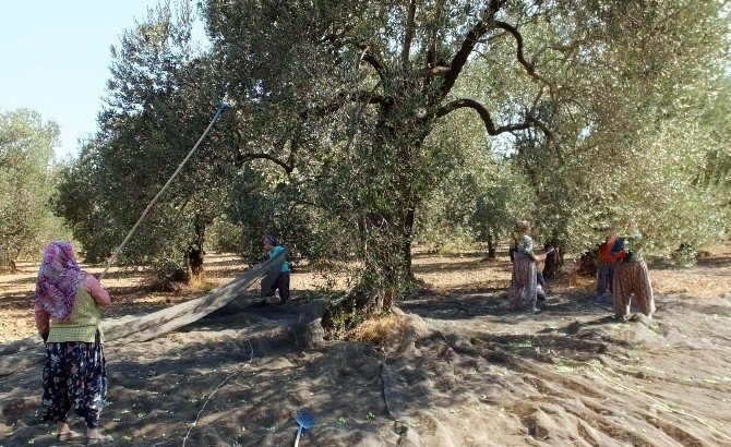 Balıkesir’de Zeytin Hasadına Başlandı