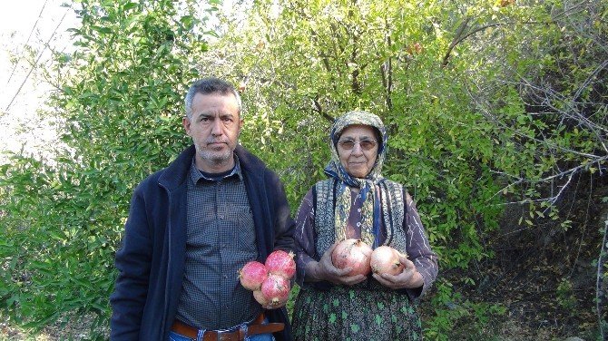Para Etmeyen Nar Ekşi Oluyor