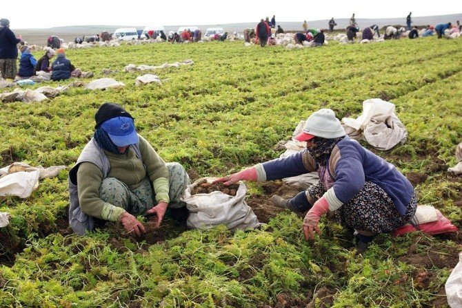 Türkiye’nin Havuç Deposu Beypazarı’nda Hasat Başladı