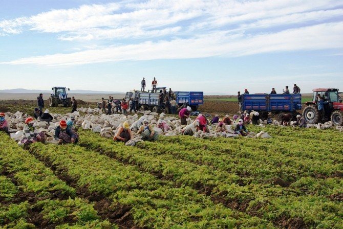 Türkiye’nin Havuç Deposu Beypazarı’nda Hasat Başladı