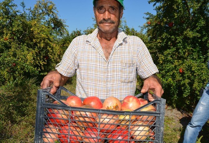 Narda İhracat Sıkıntısı