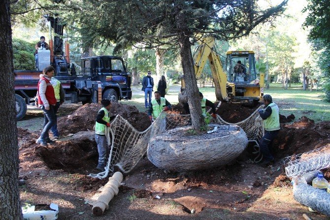 Expo 2016’da Ağaç Nakli Rekoru Kırıldı