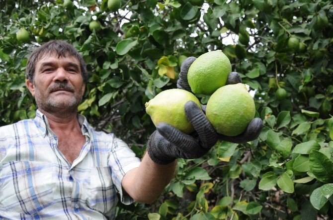 Limonda Rekolte Düştü Fiyat Arttı
