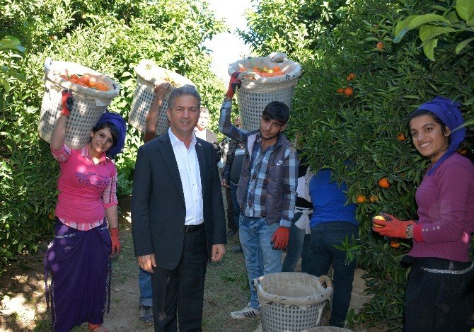 Narenciyede Hasat Telaşı