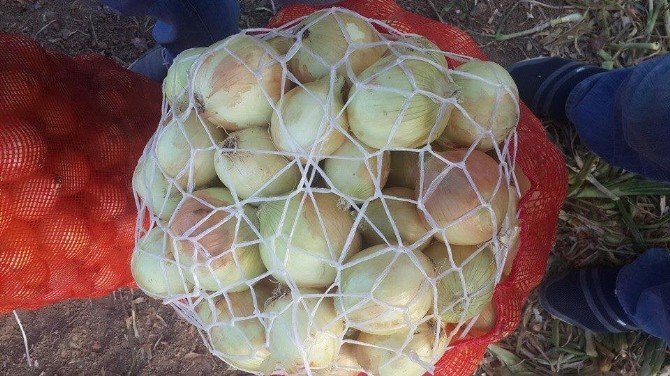 Polatlı’da Soğan Hasadı Başladı