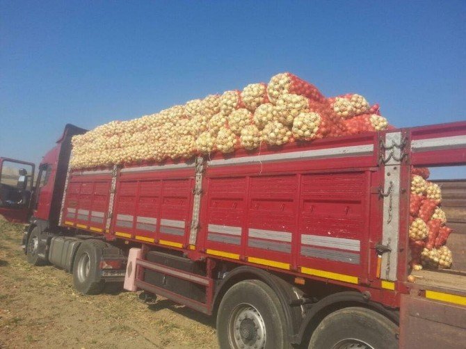 Polatlı’da Soğan Hasadı Başladı