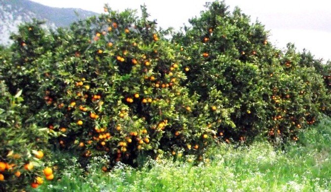 Antalya’da Turuncu Hasat Başladı