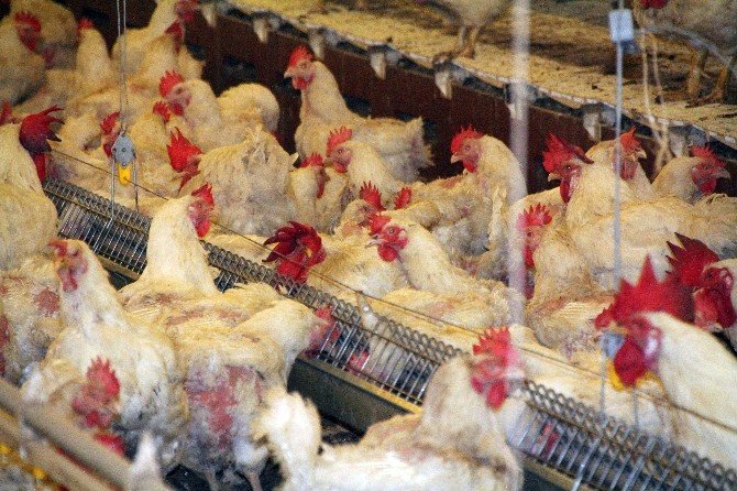 Beyaz Et İhracatına Terör Darbesi