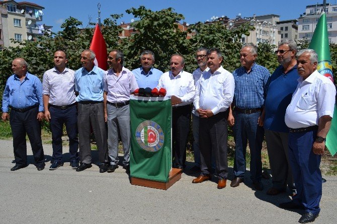 Tzob’un Fındık Rekolte Tahmini 590 Bin Ton