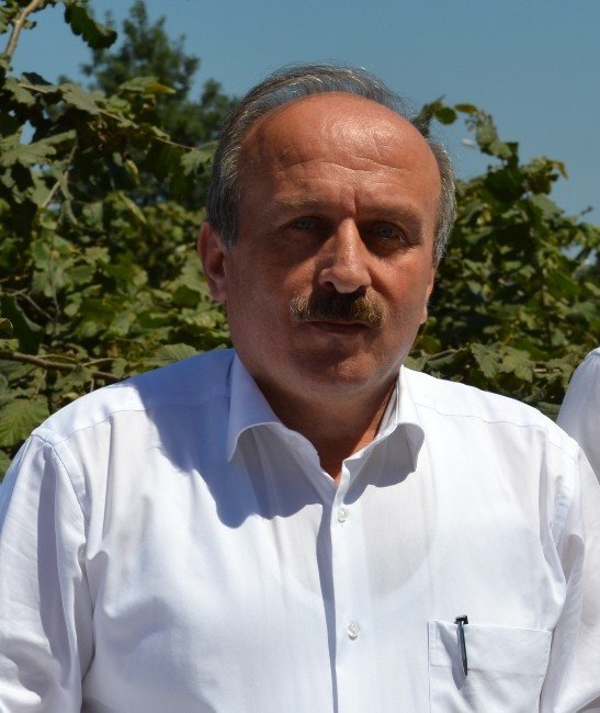 Tzob’un Fındık Rekolte Tahmini 590 Bin Ton