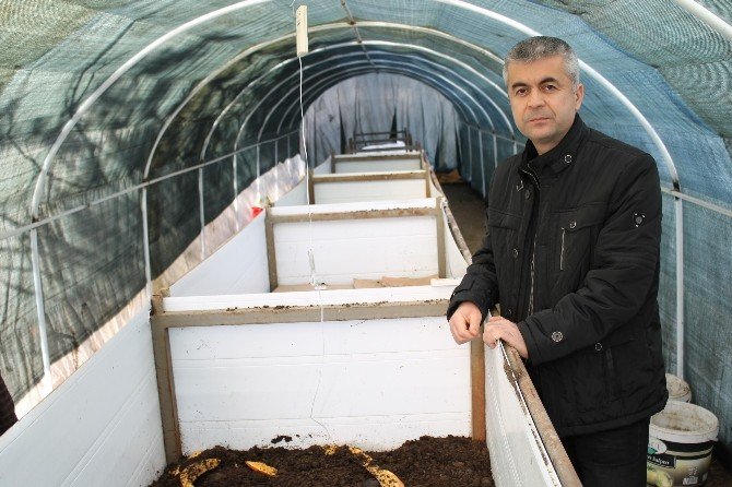 Fenni Gübre Yerine Üniversiteli Solucanlar Kullanılacak