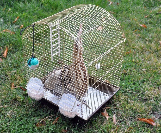 Üniversite Öğrencisi Nesli Tükenmekte Olan ‘Balaban’ Kuşu Buldu