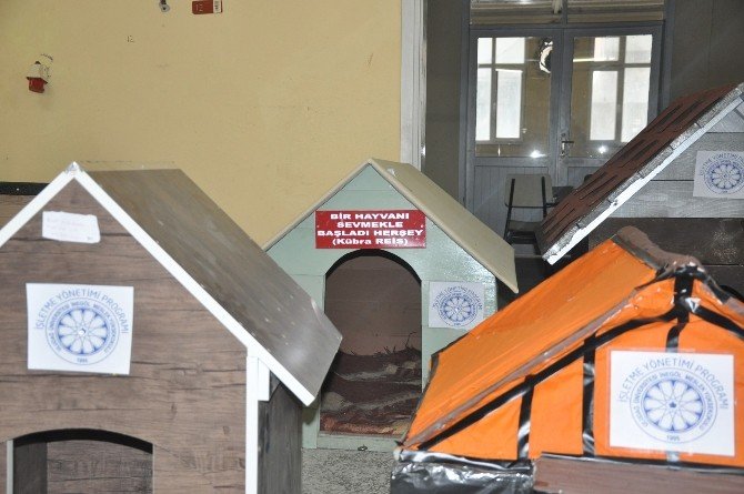 Üniversite Öğrencilerinden Sokak Hayvanlarına Sıcak Yuva