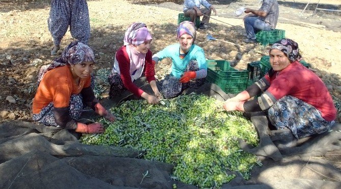 Balıkesir’de Zeytin Hasadına Başlandı