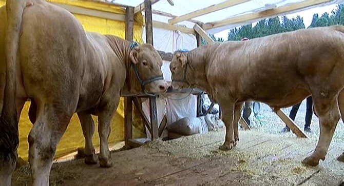 Üsküdar’da İkiz Kurbanlık Tosunlar İlgi Odağı