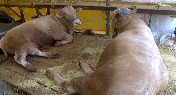 Üsküdar’da İkiz Kurbanlık Tosunlar İlgi Odağı