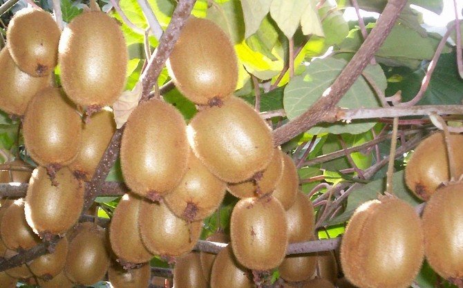 Karadeniz: 