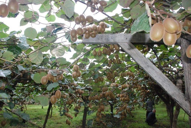 Karadeniz: 