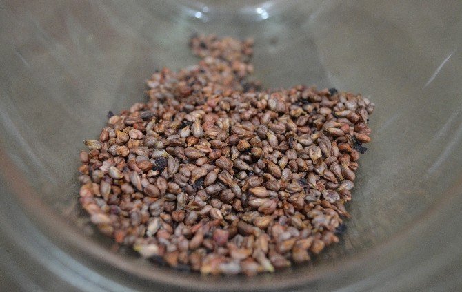 Üzüm Çekirdeği Deyip Geçmeyin