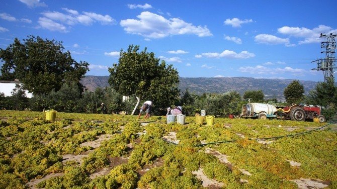 ’Kuru Üzüm Mazotla Kurutuluyor’ Açıklamasına Tepki Sürüyor