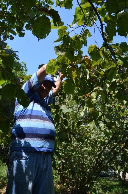 Tabzon’da Sahil Kesiminde Fındık Hasadı Başladı