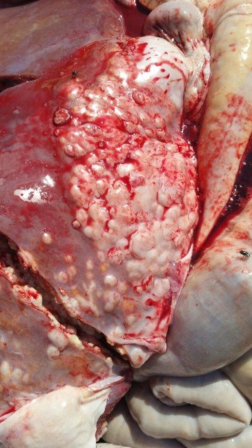 Yediğiniz Etten Verem Olabilirsiniz