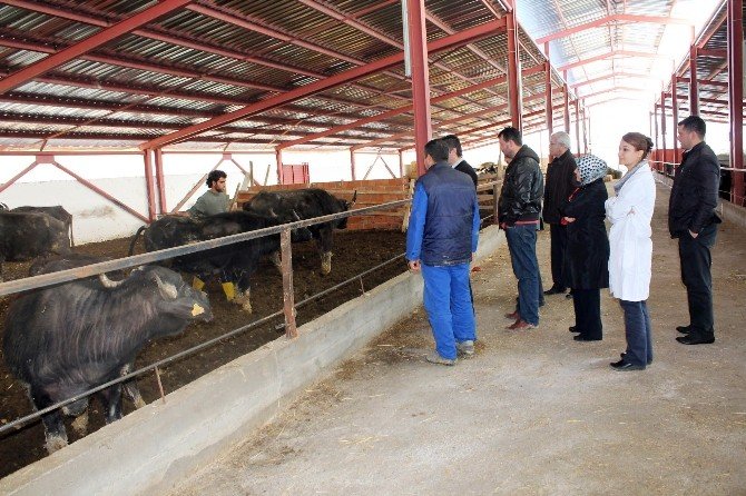 Kocaeli’de Hayvancılık Sektörü Yüzde 60 Büyüdü