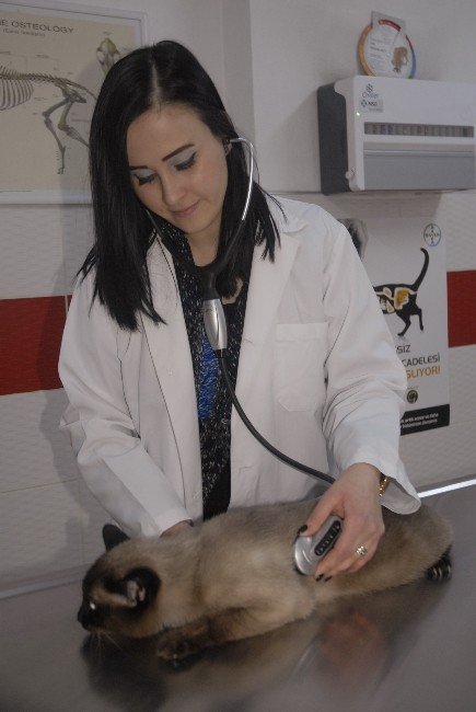 "Kedi Sahipleri Mart Ayına Dikkat Etmeli"