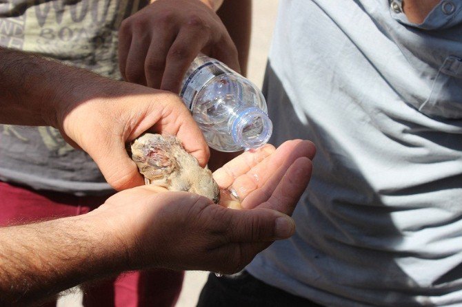 Kafası Sıkışan Kuş İçin Duvar Kırıldı