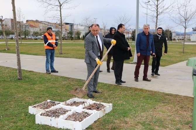 Yalova’da Balık Artıkları Martılara Yem Oluyor