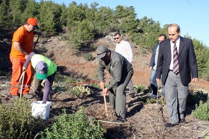 Marmaris’te Yanan Orman Alanlarına Ekilen 2 Milyon Tohum Yeşerdi