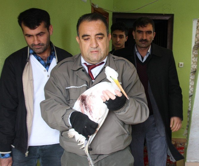 Yaralı Akbalıkçıl Tedavi Altına Alındı