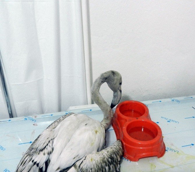 Yaralı Flamingo Tedavi Altında