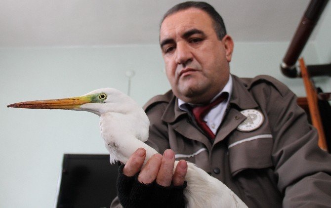 Yaralı Akbalıkçıl Tedavi Altına Alındı