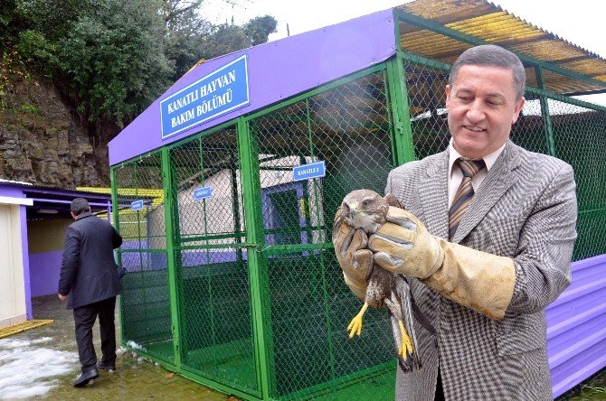 Yaralı Doğan Tedavi Edilerek Doğaya Salındı