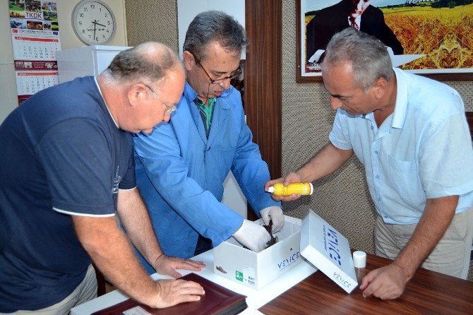Heron Balkona Düştü