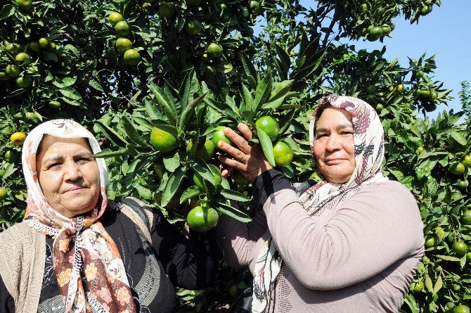 Yeni Çeşitler Narenciye Üreticisine Yüzde 30 Kar Getirecek