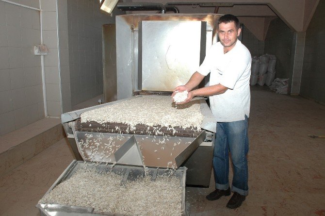 Çerezlik Ayçiçeğinde Hasat Umutlu Başladı