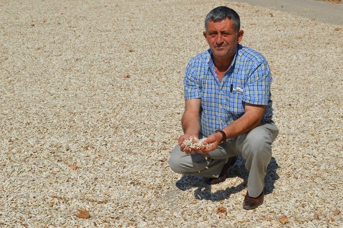 Çerezlik Ayçiçeğinde Hasat Umutlu Başladı