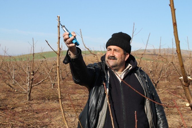 Sertifikalı Budamacılar İş Başında