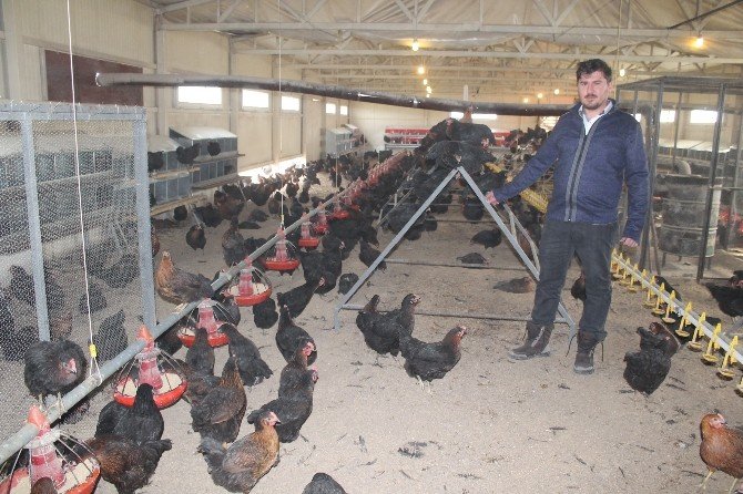 Organik Yumurtaya Büyük İlgi
